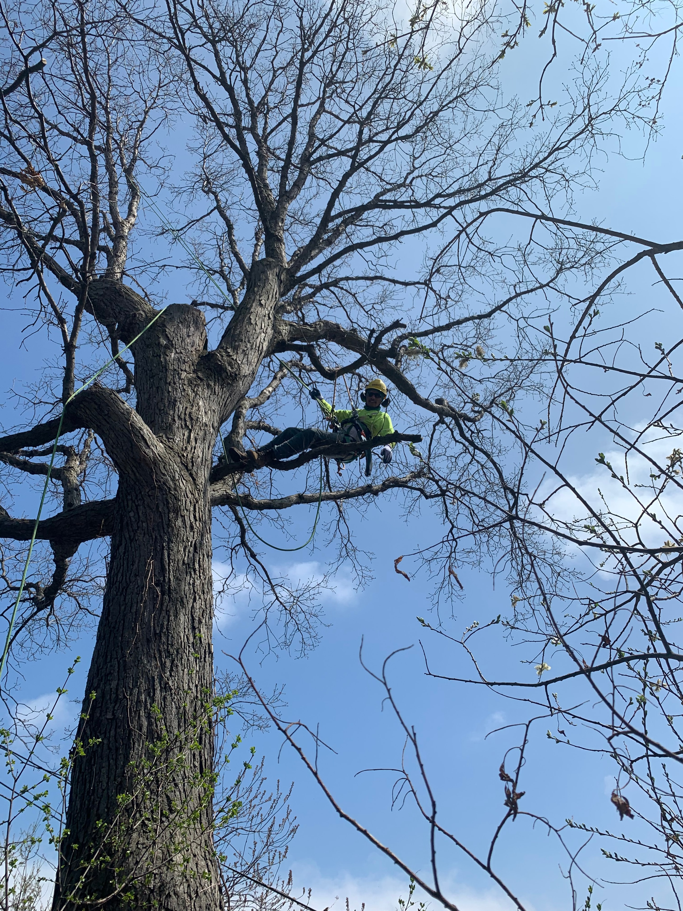 Tree Pruning